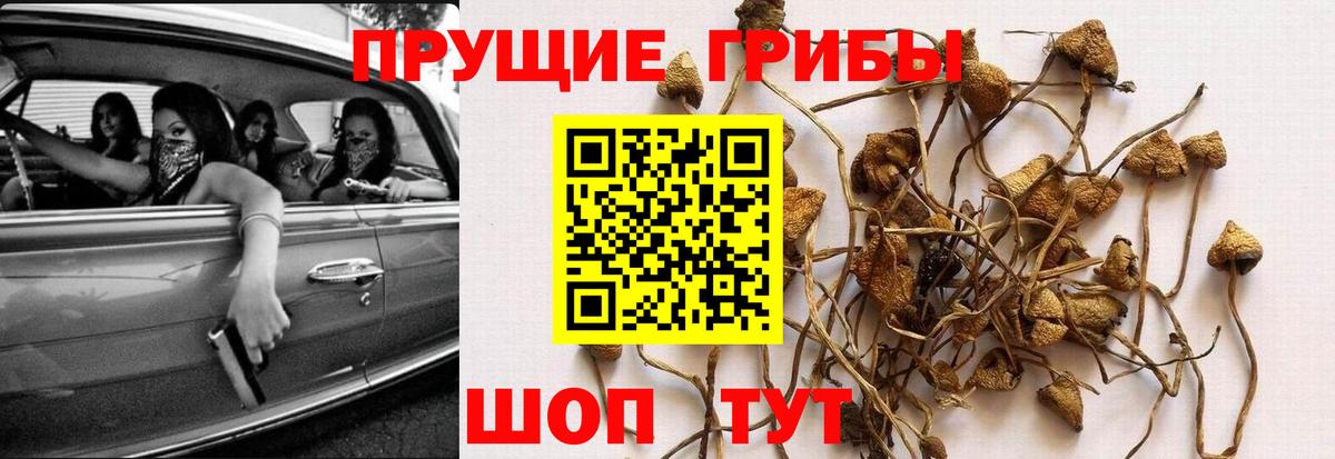 Галлюциногенные грибы Cubensis Топки